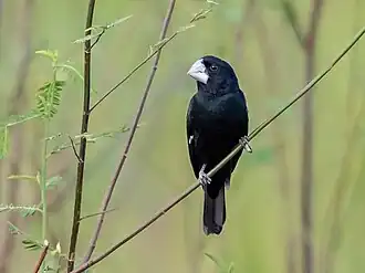Description de l'image Sporophila maximiliani Great-billed Seed-finch (male), Mato Grosso, Brazil.jpg.