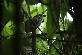 Description de l'image Spot-throated Babbler Roing Arunachal Pradesh India 14.11.2019.jpg.