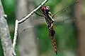 Pantala hymenaea mâle