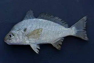 Description de l'image Spot ( Leiostomus xanthurus ).jpg.