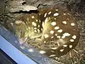Spécimen exposé au zoo Wild Life Sydney&nbsp;(en)