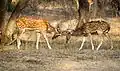 Cerf axis (Inde)