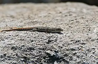 Description de l'image Spotted Dwarf Gecko (Lygodactylus ocellatus) (32383474272).jpg.