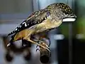 Femelle taxidermisée