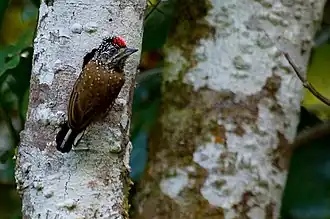 Description de cette image, également commentée ci-après