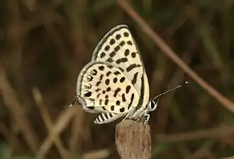Tarucus callinara