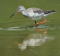 Chevalier arlequin(Tringa erythropus)
