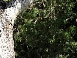 Description de l'image Spotted Tree Monitor (Varanus scalaris) (9334711410).jpg.