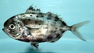 Ariomma regulus (Ariommatidae).