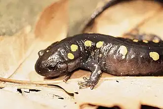 La salamandre maculée.