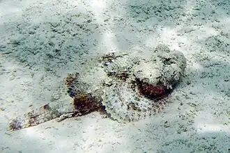 Scorpaena plumieri