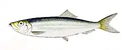 Sarda.