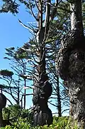 Broussins le long du Spruce Burl Trail, dans l'État de Washington, aux États-Unis.