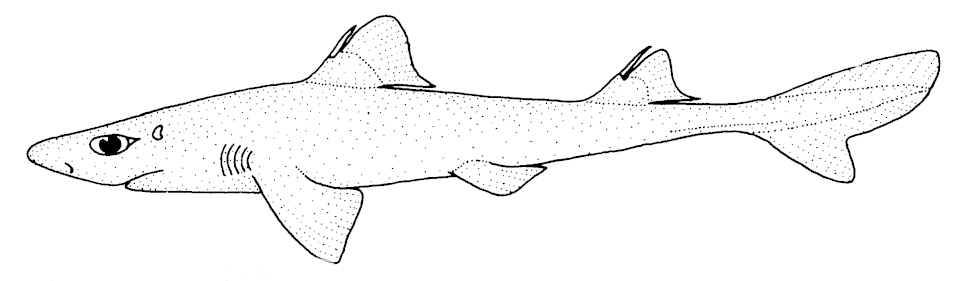 Squalus blainville