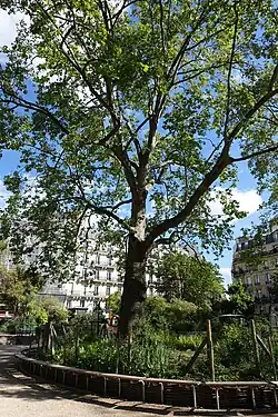 Arbre.