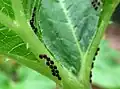 Œufs sur une feuille de courge.