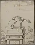 Squelette du raton laveur.
