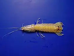 Squilla chydaea