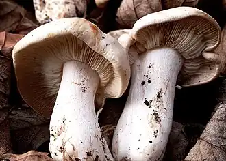 Distinction
Clitocybe rivulosa : lames adnexées, séparées du pied, le sporophore est infundibuliforme
Clitopilus prunulus : lames blanches décurrentes, prolongées le long du pied, sporophore pruineux
Calocybe gambosa : lames adnées, sporophore convexe, pousse au printemps