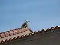 Le mystérieux lapin, sur le toit de l'église.