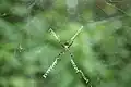 Stabilimenta d'une Argiope argentata.