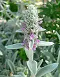 Stachys byzantina à Las Vegas Springs Preserve