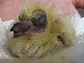 Pigeonneau de 5 jours