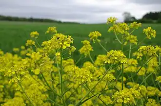 Colza(Brassica napus).