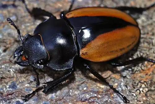Odontolabis mouhoti elegans femelle, parc national de Khao Yai, Thaïlande