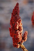Fruit.