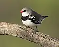 Petit oiseau blanc, noir ponctué de blanc et gris, avec un bec et le tour de l'oeil rouge.