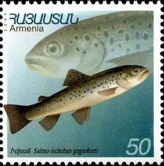 Salmo ischchan