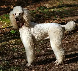Caniche moyen au «&nbsp;pelage abricot&nbsp;» dans le :Whippendell Wood&nbsp;(en), en Angleterre.