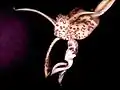 Stanhopea haseloviana