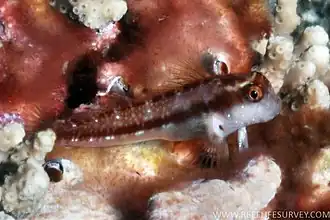 Stanulus talboti