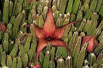 Floraison