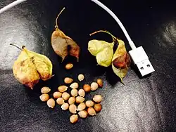 Fruits et graines de Staphylea pinnata