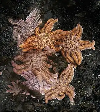 Description de l'image Starfish orgy (Stichaster australis).jpg.