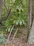 Arbuste à feuilles vertes