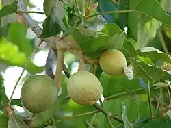 Fruits sur l'arbre.