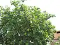 Arbre en fruits