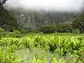 Habitat