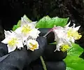 Fleurs mâles et femelles (en bas)