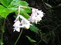 Inflorescence