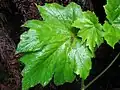 Feuilles