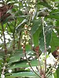 Inflorescence de Carapa guianensis