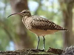 Gros oiseau au long bec recourbé marchant sur un tronc d'arbre couché au sol. La lumière rasante permet de bien voir les plumes hérissées de ses cuisses.