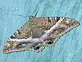 Ascalapha odorata(Hypocalinae)