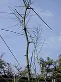 Épines.
