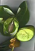 Fruits de Calotropis procera.